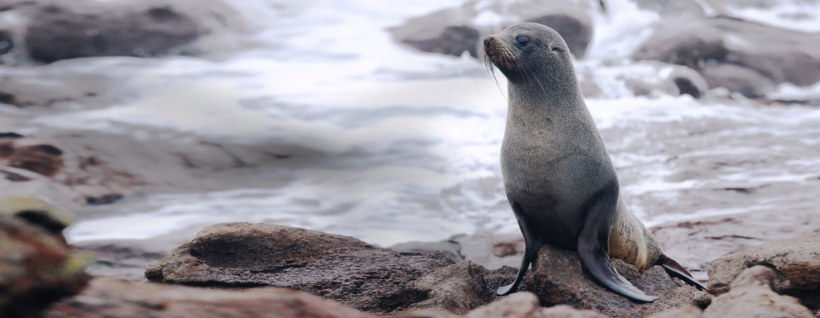 Seal