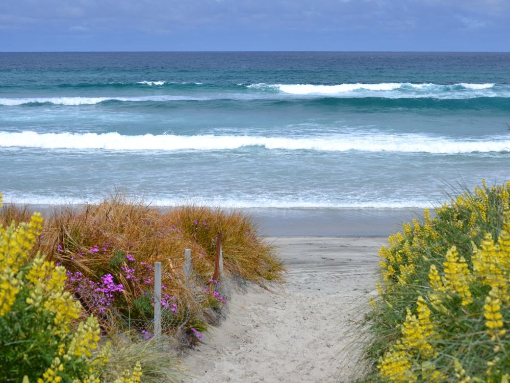 Allans Beach track