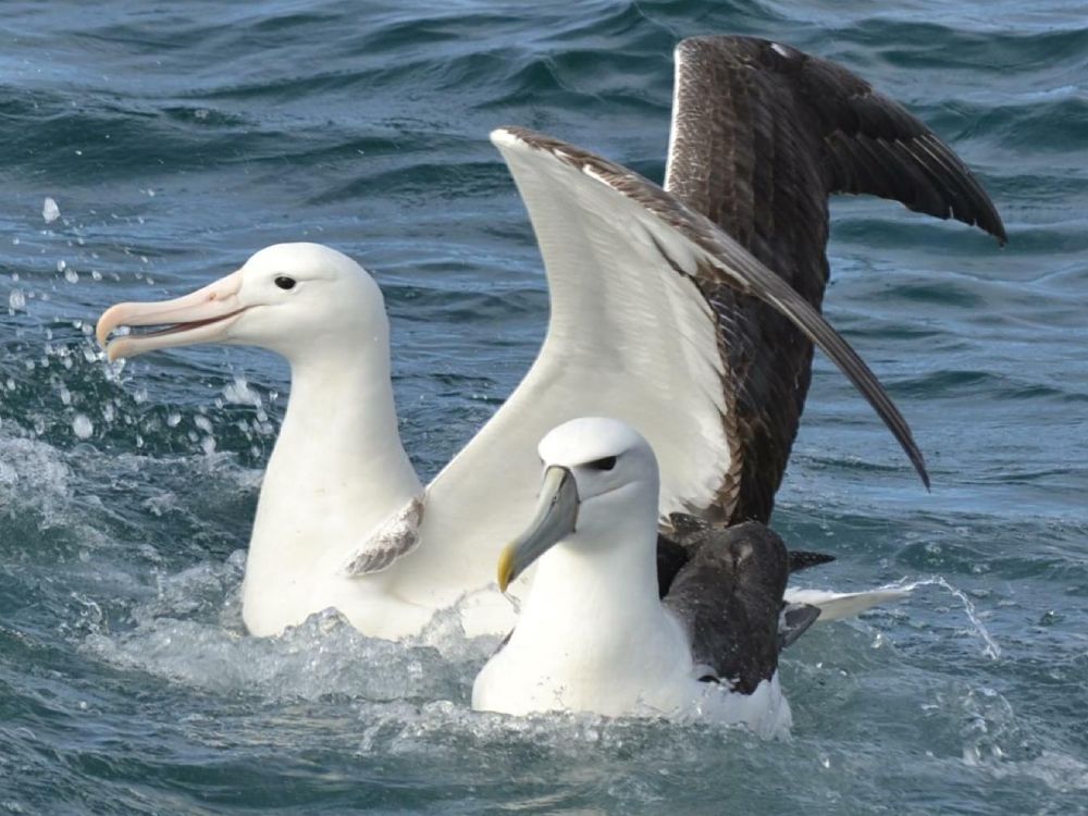 Albatross