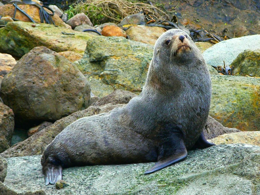 Seal